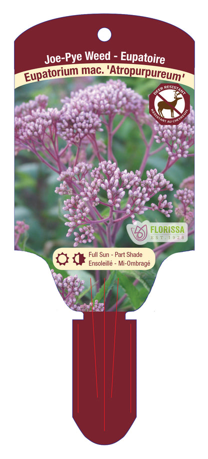 Joe-Pye Weed