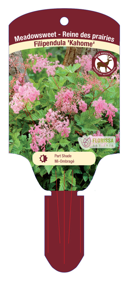 Dwarf Pink Meadowsweet