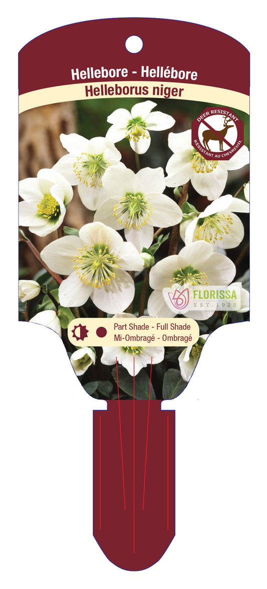 Helleborus Niger 5.5" Pot