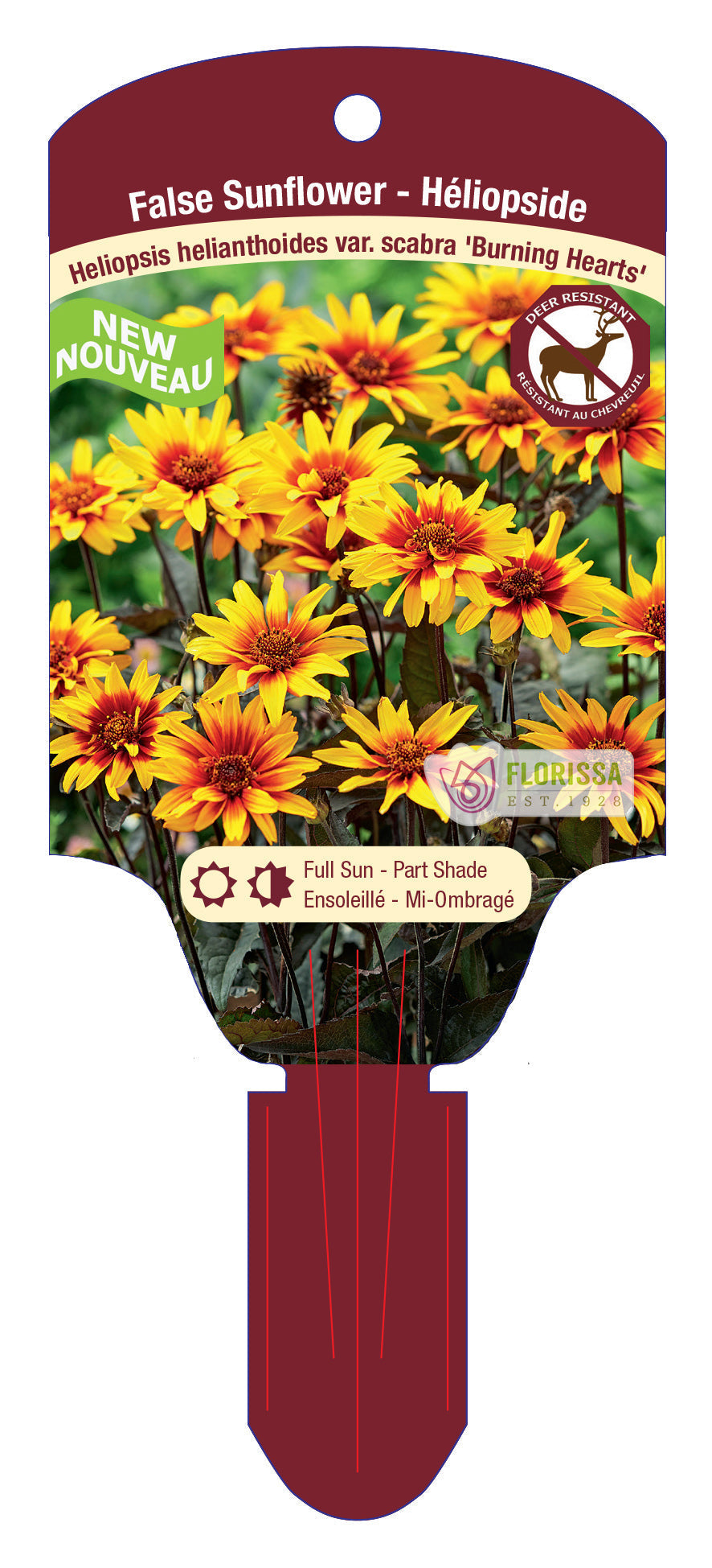 False Sunflower