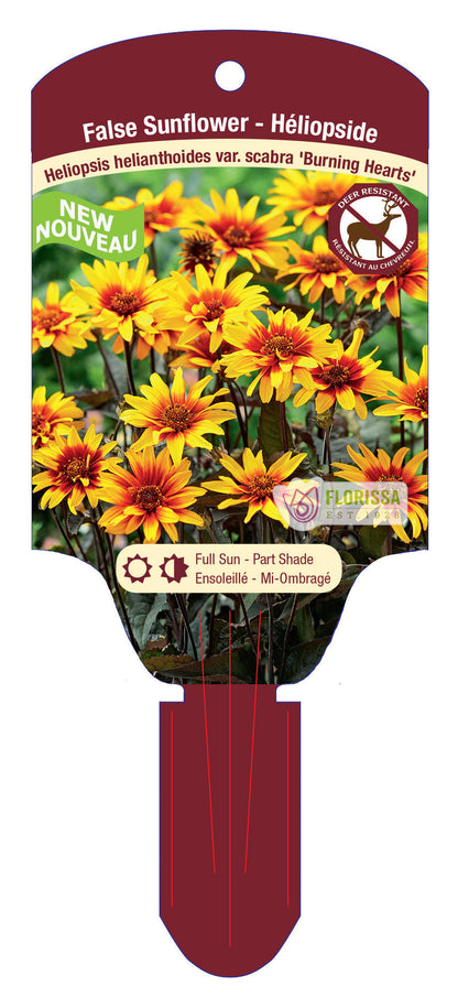 False Sunflower