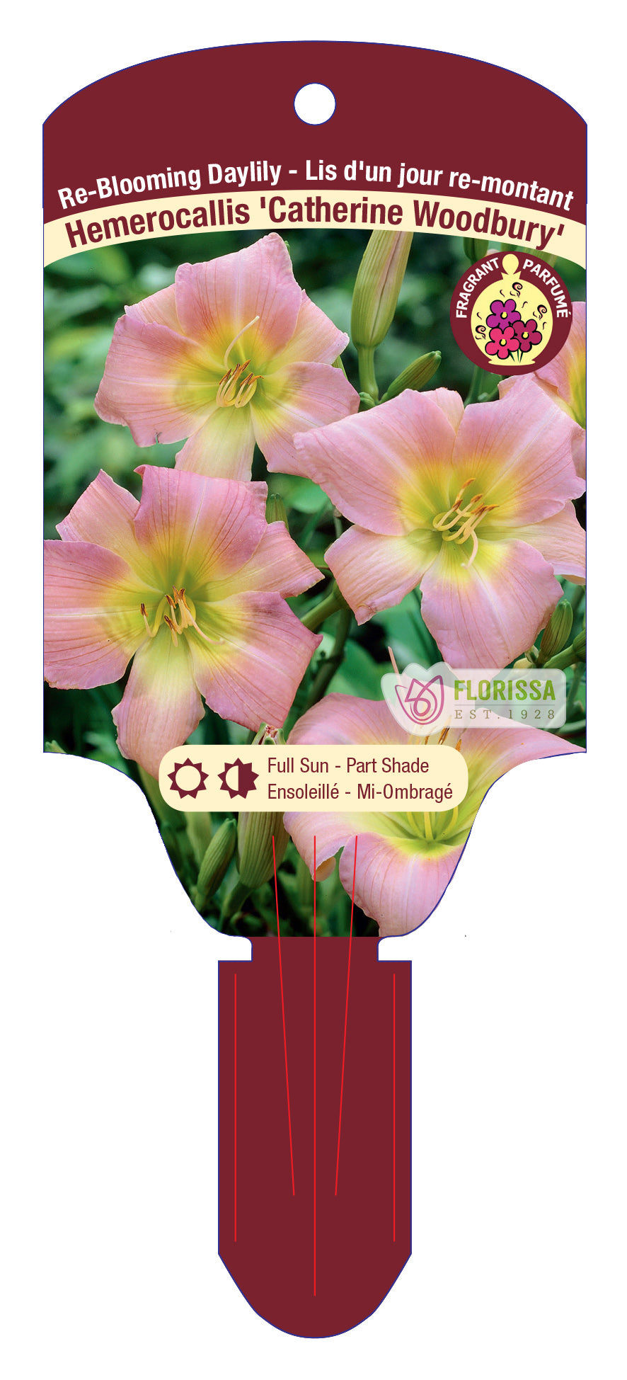 Re-Blooming Daylily 'Catherine Woodbury'