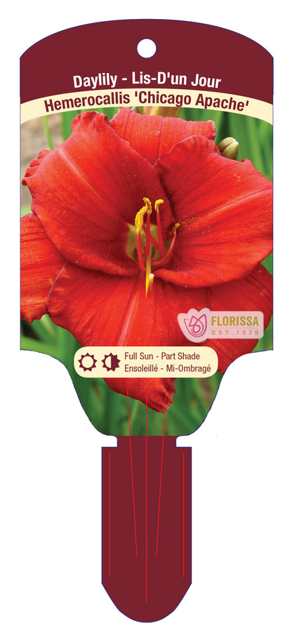 Daylily 'Chicago'