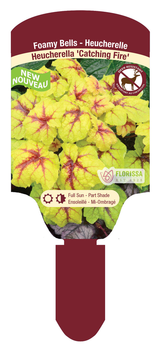 Heucherella Catching Fire 5.5" Pot