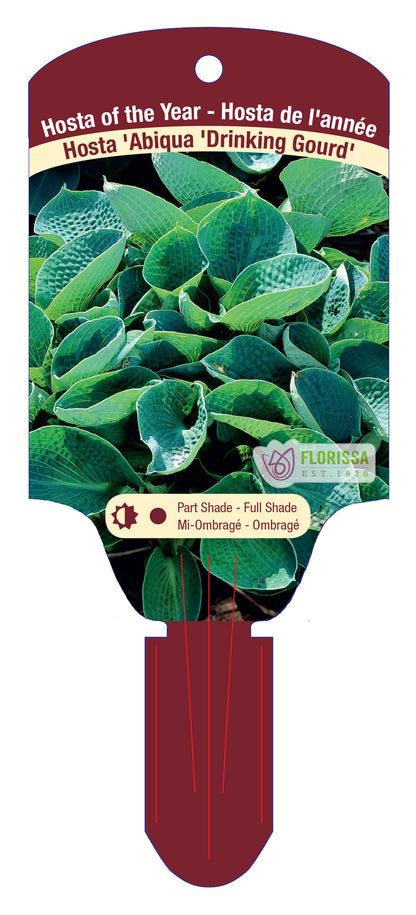 Hosta 'Drinking Gourd'