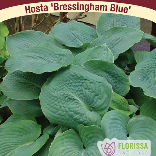Hosta 'Bressingham Blue'
