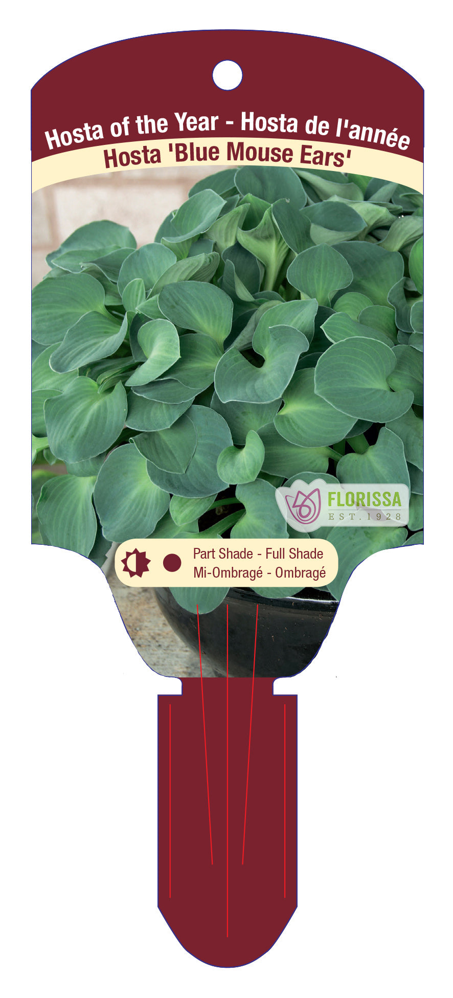 Hosta 'Blue Mouse Ears'