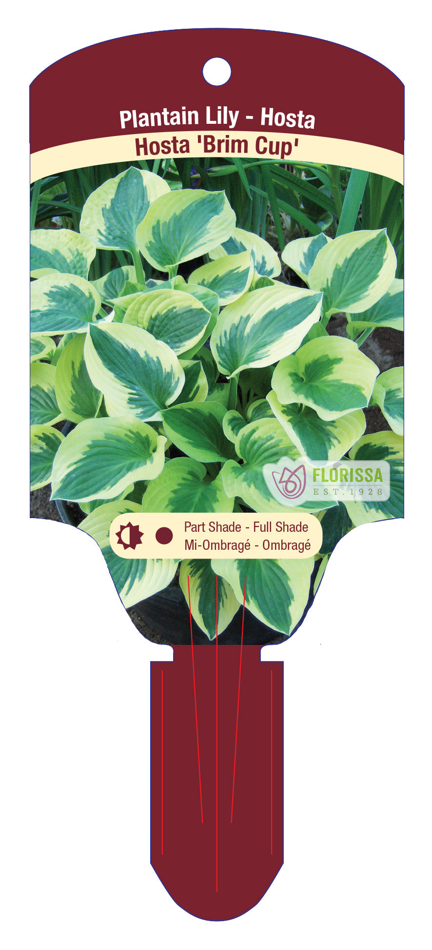 Hosta 'Brim Cup'