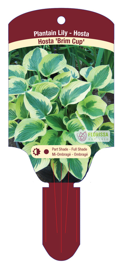 Hosta 'Brim Cup'