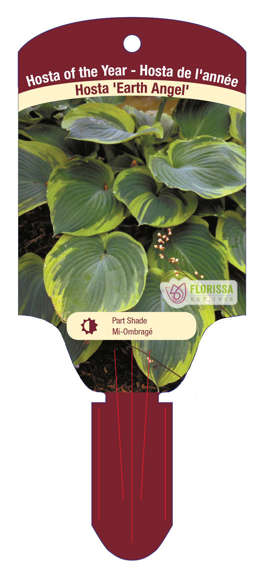 Hosta 'Earth Angel'