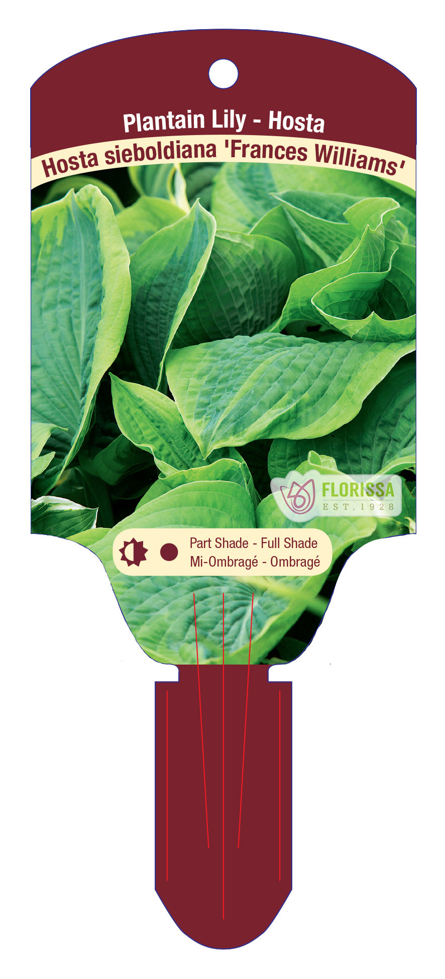 Hosta 'Frances Williams'