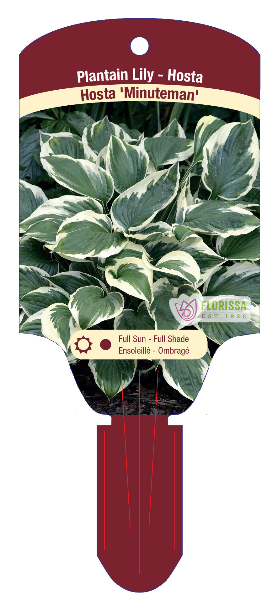 Hosta 'Minuteman'