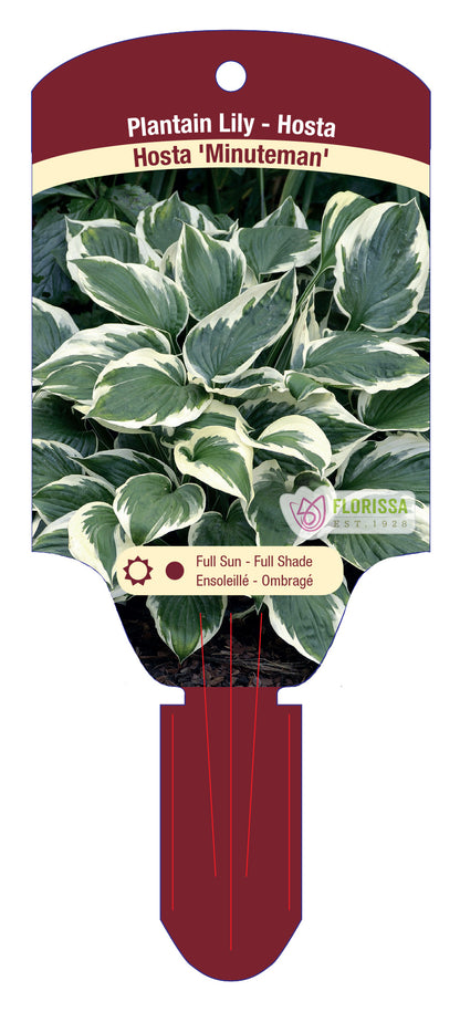 Hosta 'Minuteman'