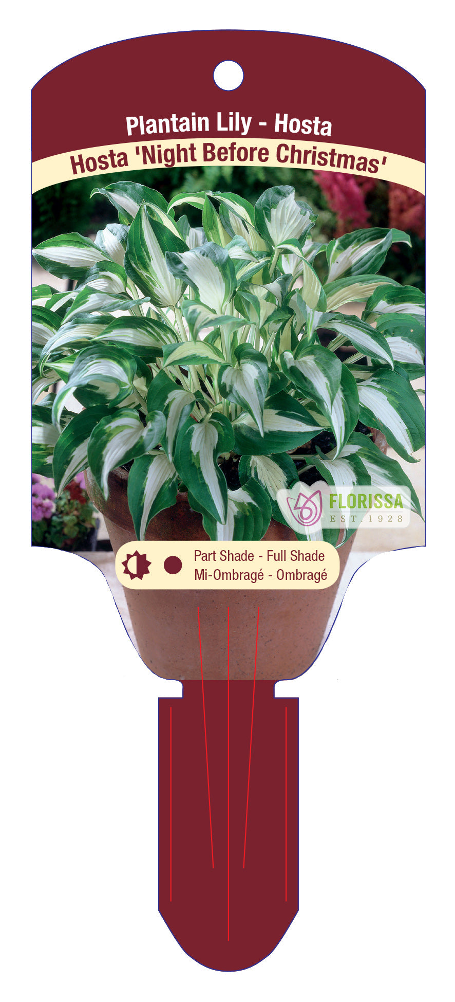 Hosta 'Night Before Christmas'
