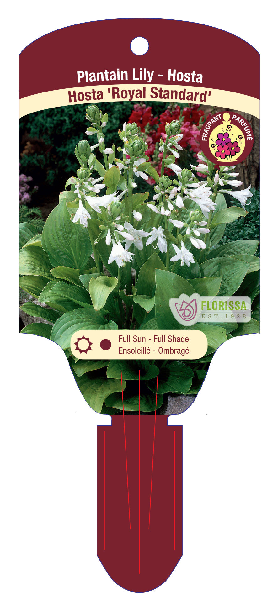 Hosta 'Royal Standard'