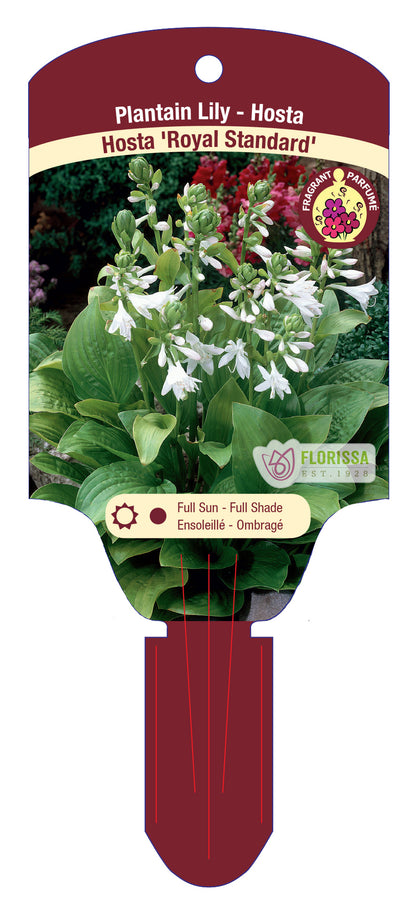 Hosta 'Royal Standard'
