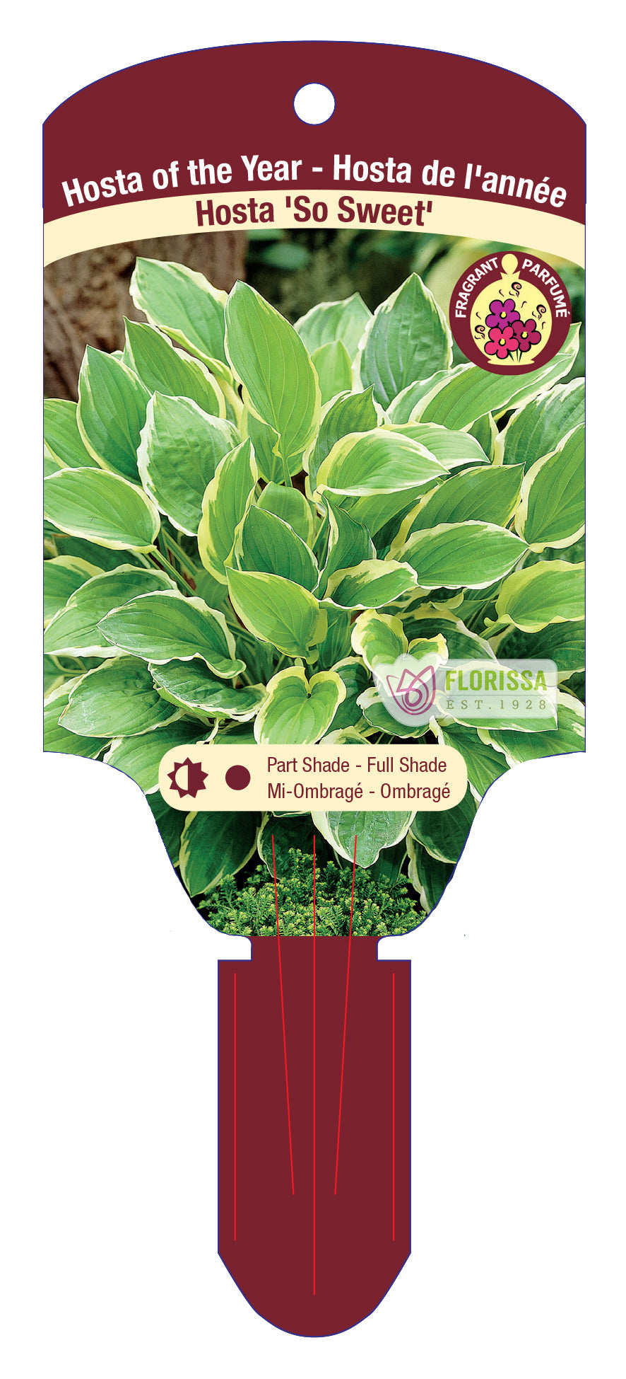 Hosta 'So Sweet'