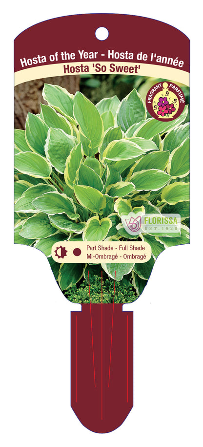 Hosta 'So Sweet'