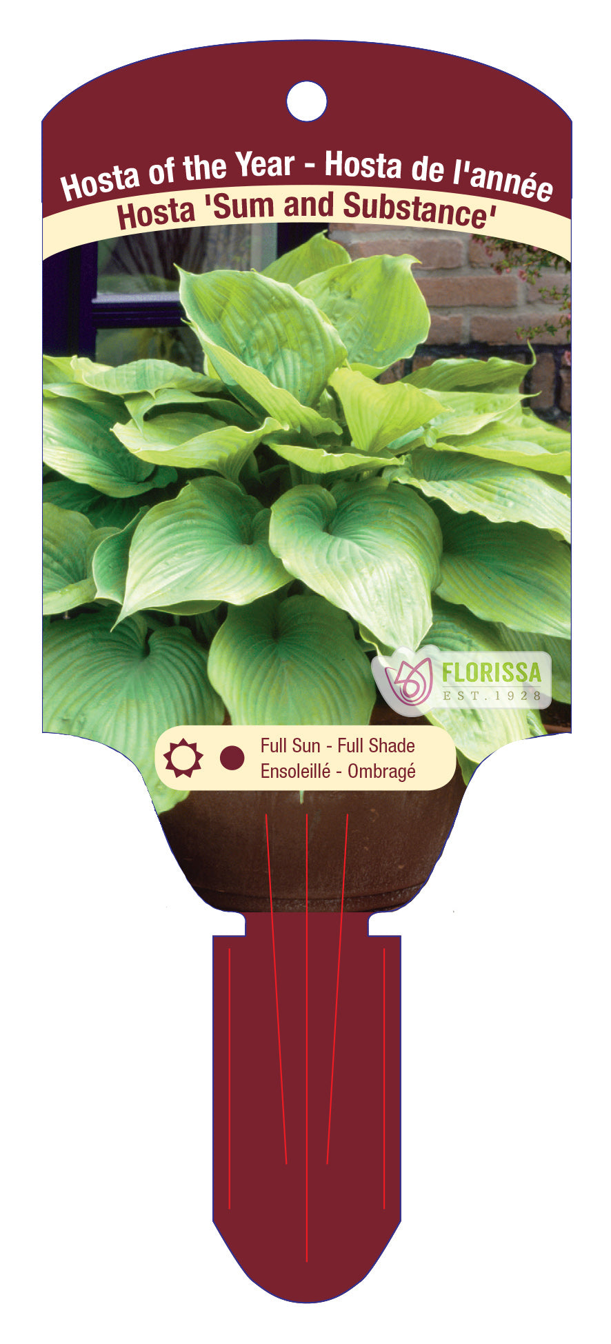 Hosta 'Sum And Substance'