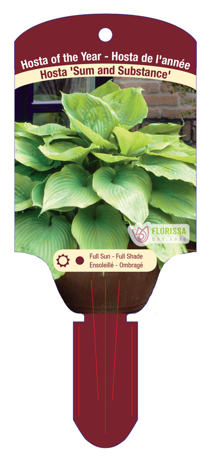 Hosta 'Sum And Substance'