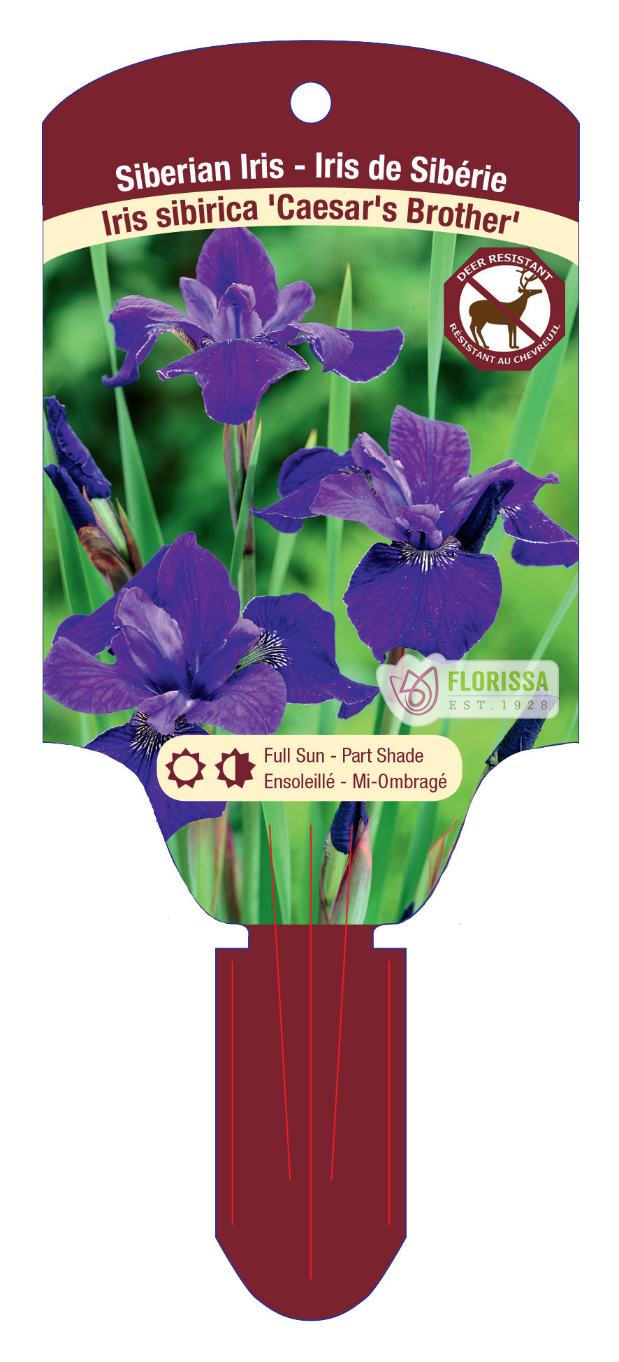 Iris 'Caeser's Brothers'