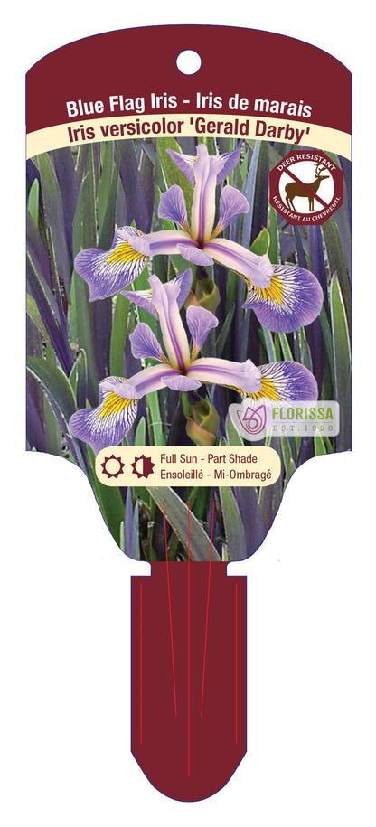 Blue Flag Iris