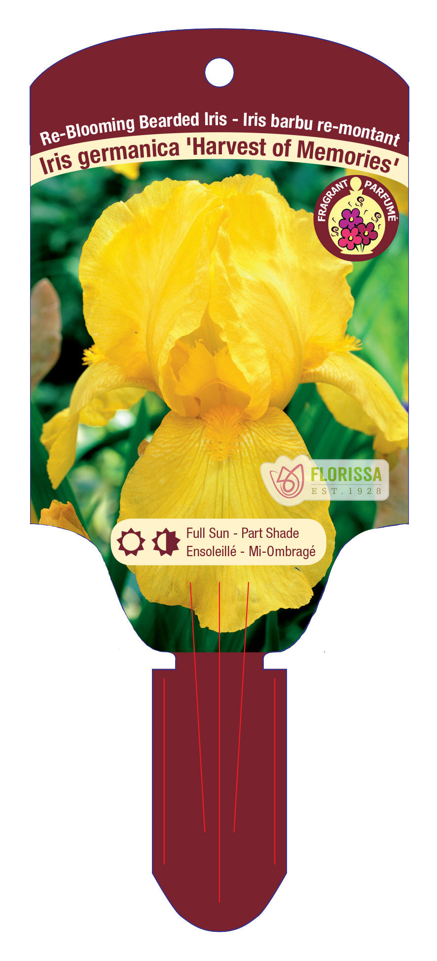 Bearded Iris 'Harvest of Memories'