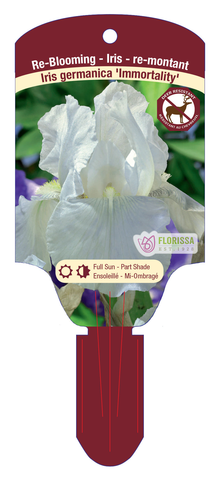 Bearded Iris 'Immortality'