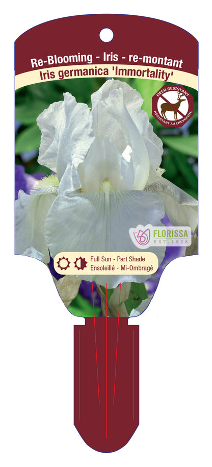 Bearded Iris 'Immortality'