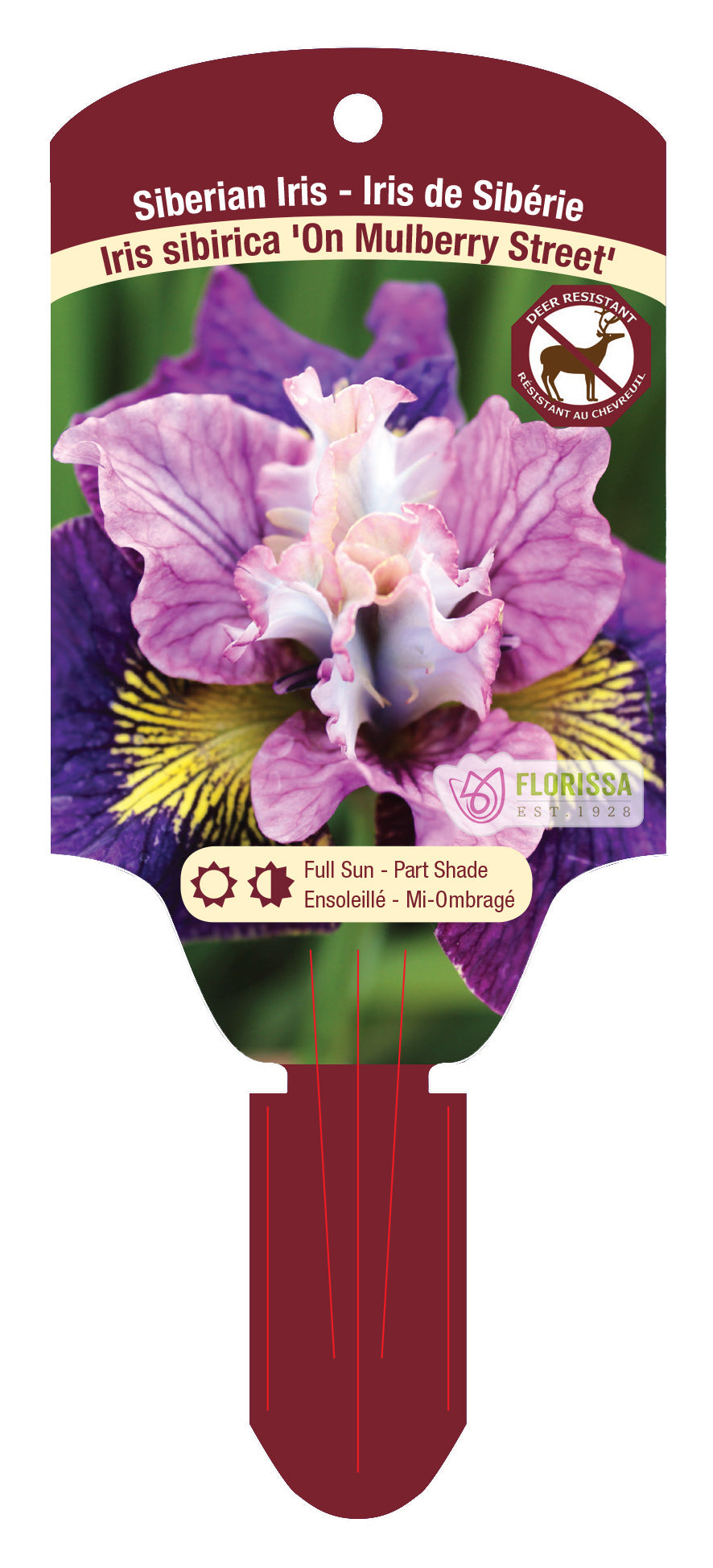 Iris 'On Mulberry Street'