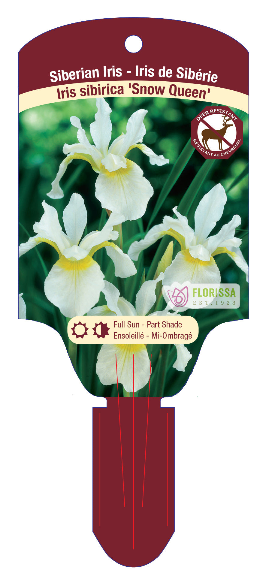 Siberian Iris 'Snow Queen'