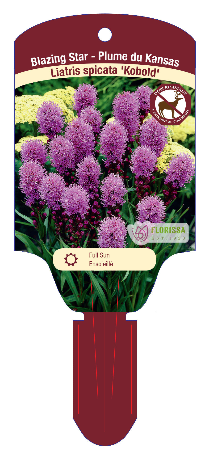 Blazing Star 'Kobold'
