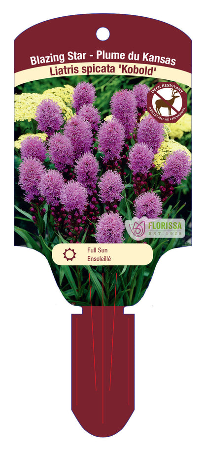 Blazing Star 'Kobold'