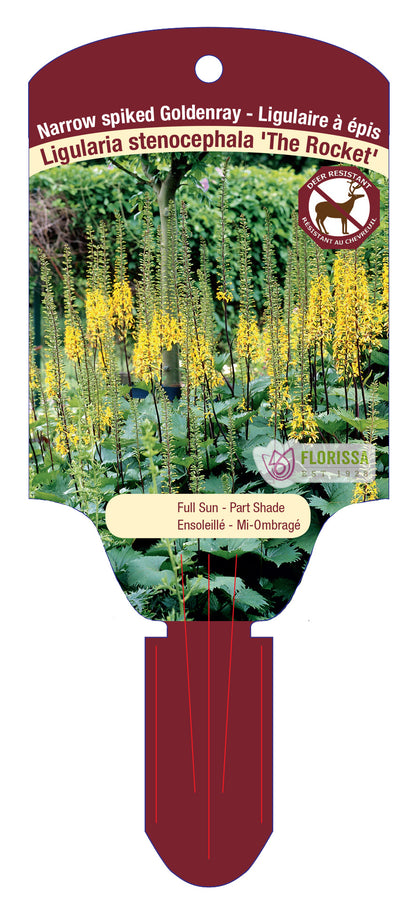 Golden Ray 'The Rocket'