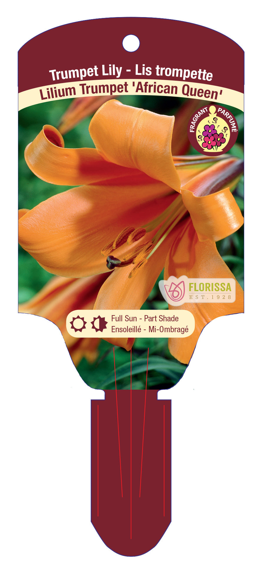 Trumpet Lily 'African Queen'