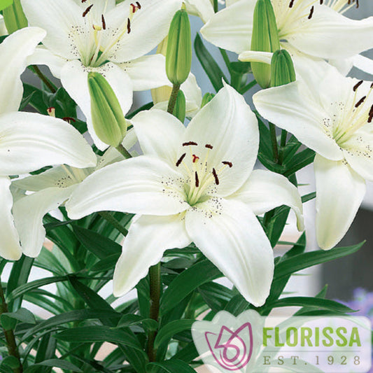 Asiatic Lily 'Gwen'