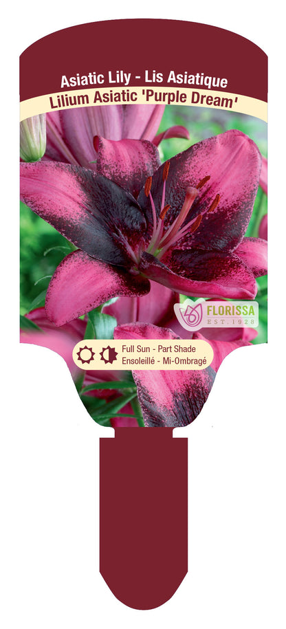 Asiatic Lily 'Purple Dream'