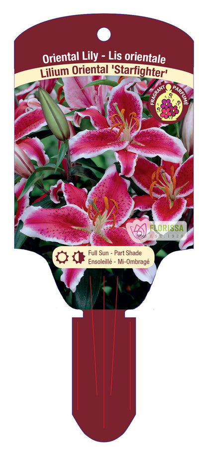 Oriental Lily 'Starfighter'