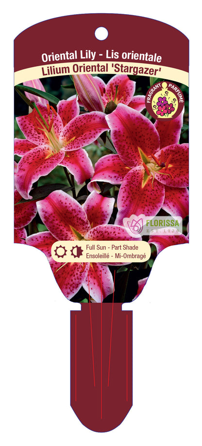 Oriental Lily 'Stargazer'
