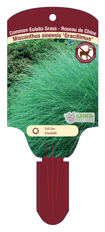 Eulalia Grass 'Gracillimus'