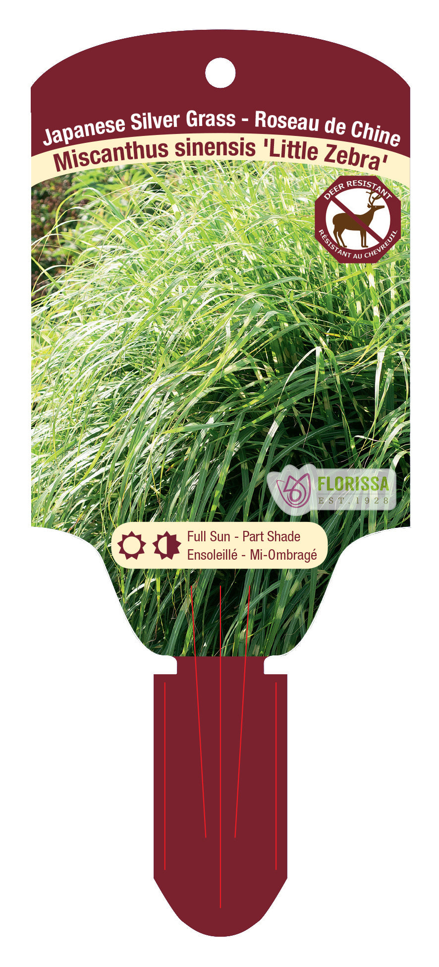 Dwarf Zebra Grass