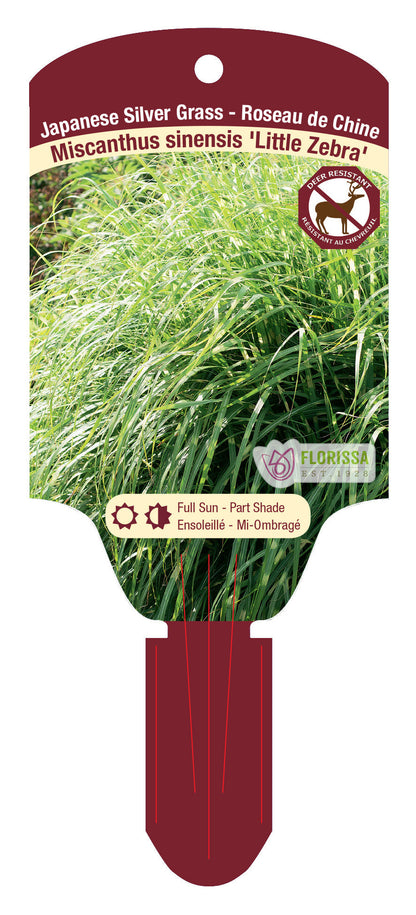 Dwarf Zebra Grass