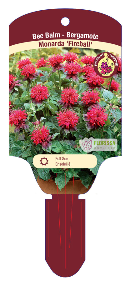 Bee Balm 'Fireball'