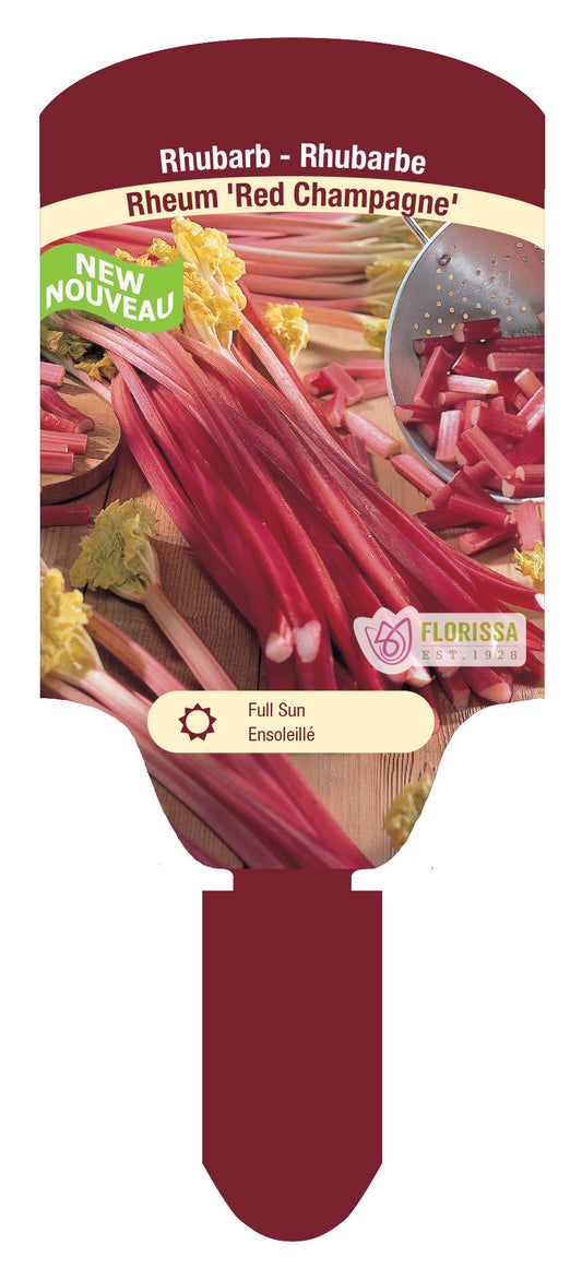 Rhubarb 'Red Champagne'