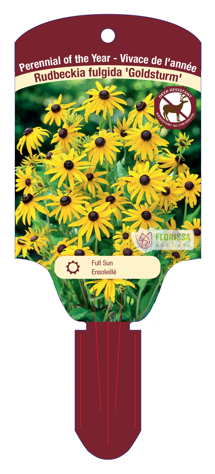 Black-Eyed Susan 'Goldsturm'