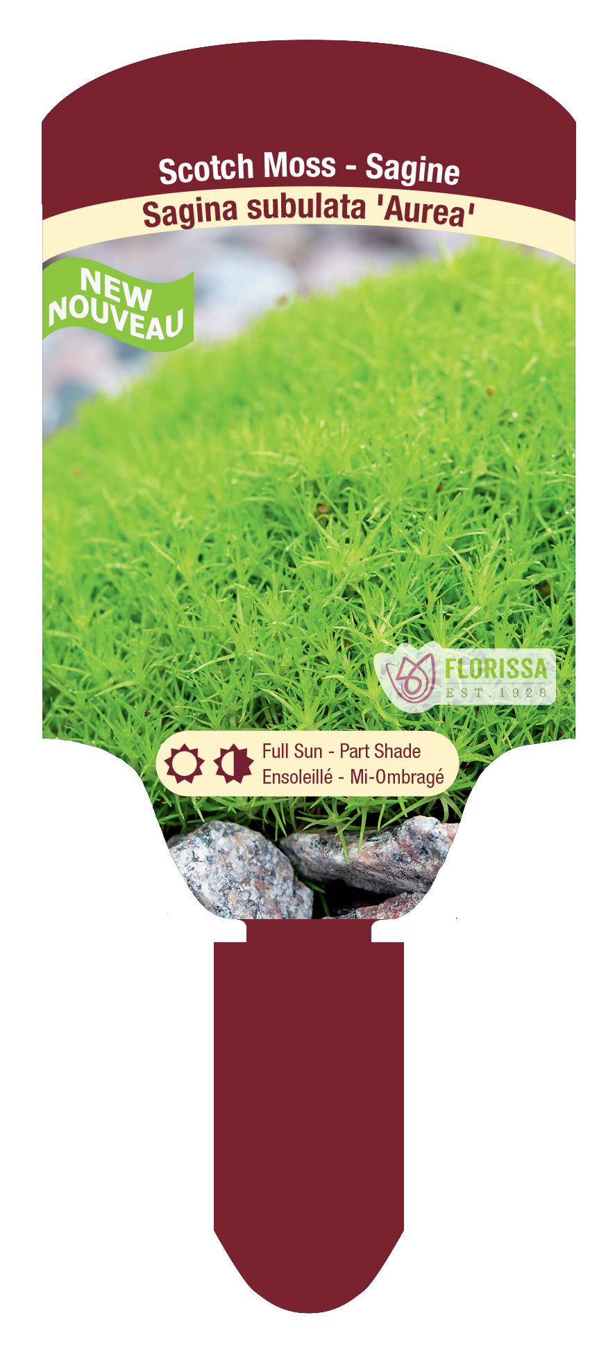 Scotch Moss 'Aurea'