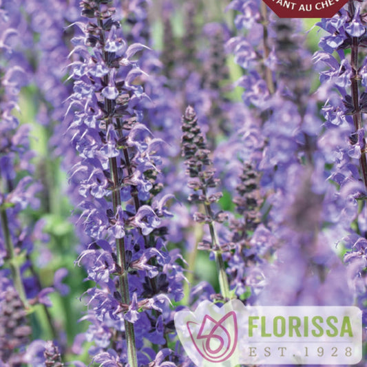 Meadow Sage 'Blue Queen'