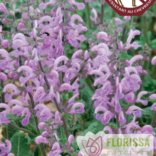 Meadow Sage 'Rose Queen'