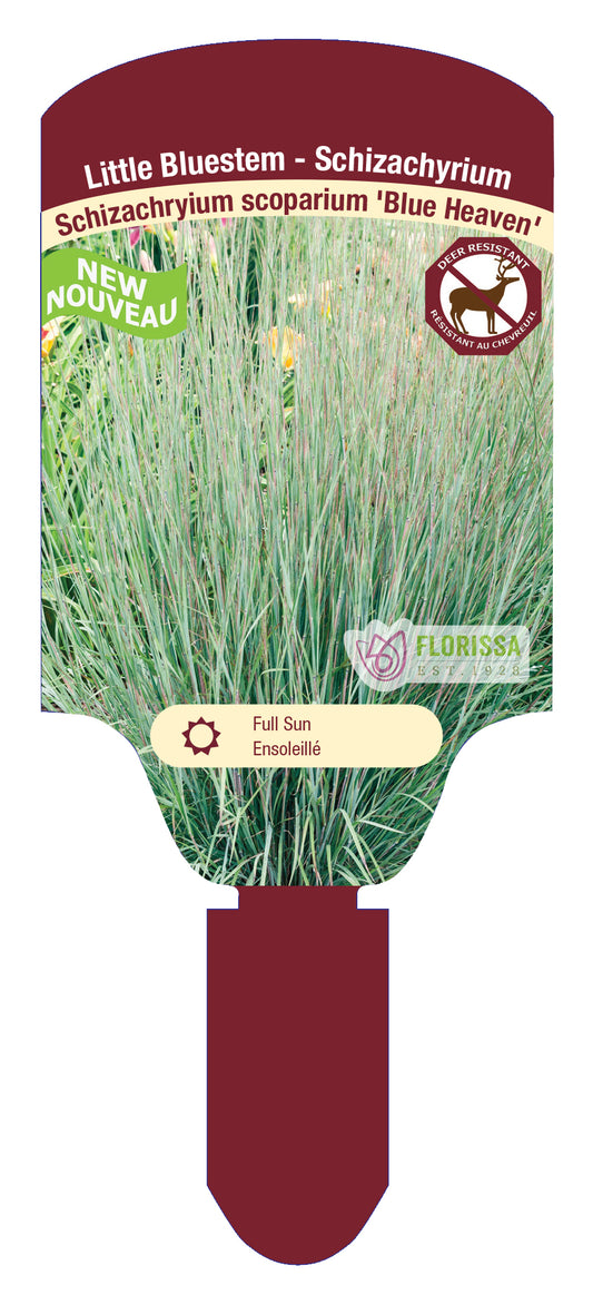 Grass Schizachyrium Blue Heaven (Little Bluestem) 5.5" Pot