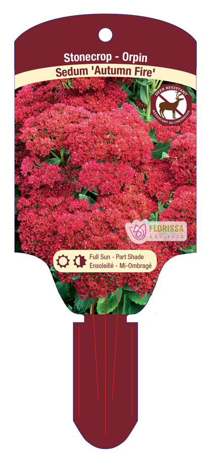 Stonecrop 'Autumn Fire'